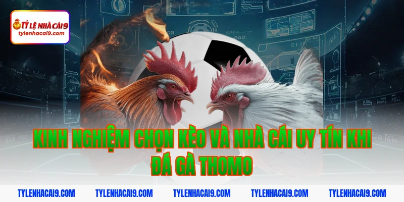 Link xem đá gà Thomo trực tiếp kịch tính và hấp dẫn nhất 4 Kinh nghiệm chọn kèo và nhà cái uy tín khi đá gà Thomo