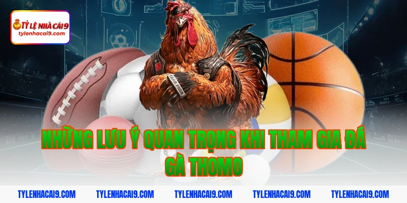 Link xem đá gà Thomo trực tiếp kịch tính và hấp dẫn nhất 5 Những lưu ý quan trọng khi tham gia đá gà Thomo